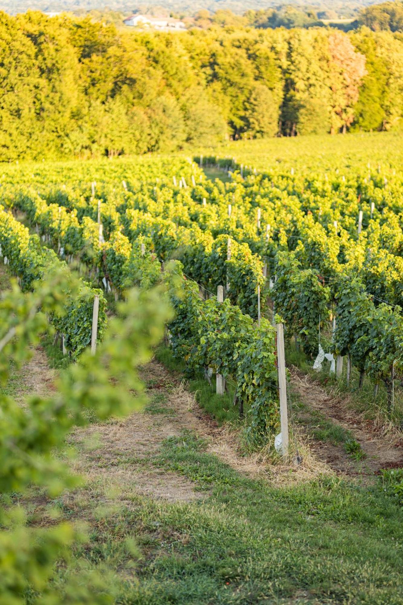 Wine Residence Kerman Stridóvár Kültér fotó